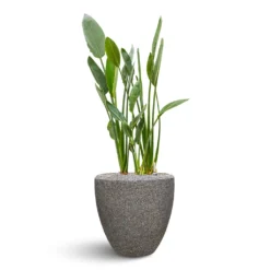 Naturescast Couple Planter - Grey -Outlet The Ever Sprout Store Naturescast Couple Planter Grey Stelitzia