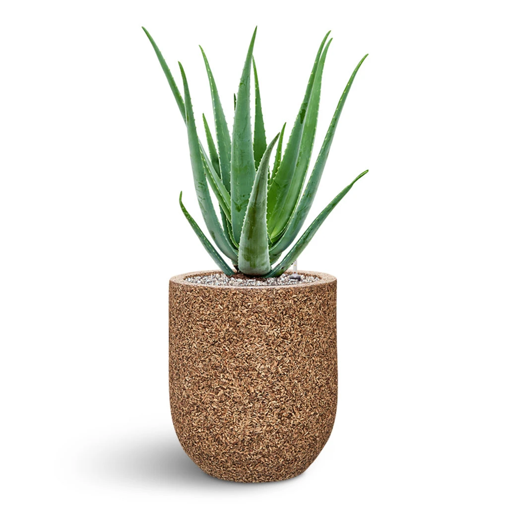 Naturescast Straight Couple Planter - Natural 2 Naturescast Straight Couple Planter - Natural - Image 2
