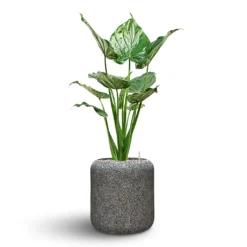 Naturescast Cylinder Planter - Grey 12 Naturescast Cylinder Planter - Grey -Outlet The Ever Sprout Store Naturescast Cylinder Planter Alocasia