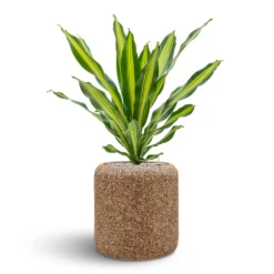 Naturescast Cylinder Planter - Natural -Outlet The Ever Sprout Store Naturescast Cylinder Planter Burley
