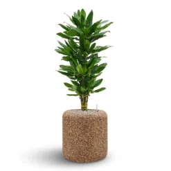 Naturescast Cylinder Planter - Natural -Outlet The Ever Sprout Store Naturescast Cylinder Planter Cinthro