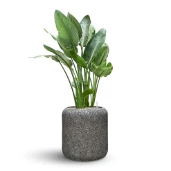 Naturescast Cylinder Planter - Grey 11 Naturescast Cylinder Planter - Grey -Outlet The Ever Sprout Store Naturescast Cylinder Planter Strelitzia