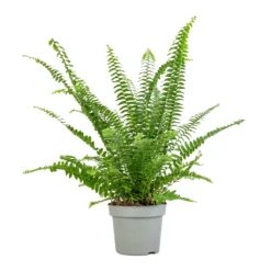 Nephrolepis Exaltata Bostoniensis - Boston Fern -Outlet The Ever Sprout Store Nephrolepis exaltata Bostoniensis Boston Fern 12x30cm 2