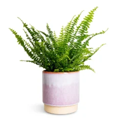 Nephrolepis Exaltata Bostoniensis - Boston Fern -Outlet The Ever Sprout Store Nephrolepis exaltata Bostoniensis Boston Fern 12x30cm Copenhagen Plant Pot Pink 15.5x16cm 464b30bf 2445 4fb6 8ec3 ee189ddd23b5