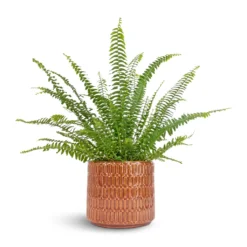 Nephrolepis Exaltata Bostoniensis - Boston Fern -Outlet The Ever Sprout Store Nephrolepis exaltata Bostoniensis Boston Fern 12x30cm Flor Plant Pot Orange 17x15cm