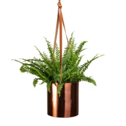 Nephrolepis Exaltata Bostoniensis - Boston Fern -Outlet The Ever Sprout Store Nephrolepis exaltata Bostoniensis Boston Fern 12x30cm Floro Hanging Plant Pot Copper 15x15cm 094f911e fd2a 4f09 865b c99959fc1f2f