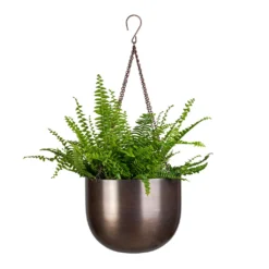 Nephrolepis Exaltata Bostoniensis - Boston Fern -Outlet The Ever Sprout Store Nephrolepis exaltata Bostoniensis Boston Fern 12x30cm Mayfair Hanging Plant Pot Mocha 21x16cm ba9e1acd 4f29 4fba 9d1e 919788925d75