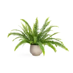Nephrolepis Exaltata Bostoniensis - Boston Fern -Outlet The Ever Sprout Store Nephrolepis exaltata Bostoniensis Boston Fern 12x30cm Mini Pixie Plant Pot Grey Washed 18x15cm