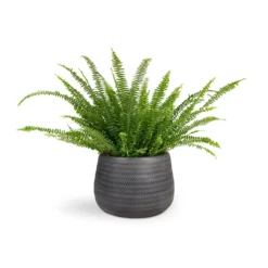Nephrolepis Exaltata Bostoniensis - Boston Fern -Outlet The Ever Sprout Store Nephrolepis exaltata Bostoniensis Boston Fern 17x40cm Angle Darcy Plant Pot Anthracite 34.5x24cm b31a6d94 7ed6 449d 955f 00135db4be5d
