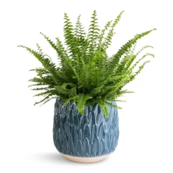 Nephrolepis Exaltata Bostoniensis - Boston Fern -Outlet The Ever Sprout Store Nephrolepis exaltata Bostoniensis Boston Fern 17x40cm Arles Leaf Plant Pot Teal 20x20cm