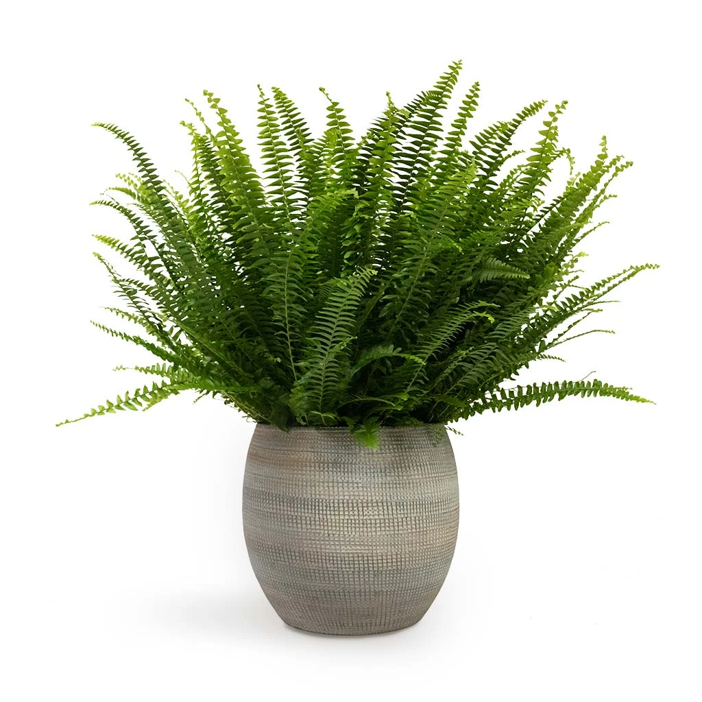 Dex Plant Pot - Earth 3 Dex Plant Pot - Earth - Image 3