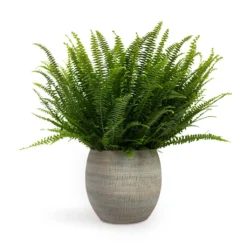Nephrolepis Exaltata Bostoniensis - Boston Fern -Outlet The Ever Sprout Store Nephrolepis exaltata Bostoniensis Boston Fern 17x40cm Dex Plant Pot Earth 22x20cm 5175aecc c88b 4329 8408 dbb85a0a41c0
