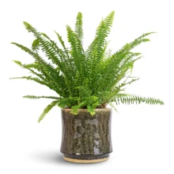 Nephrolepis Exaltata Bostoniensis - Boston Fern -Outlet The Ever Sprout Store Nephrolepis exaltata Bostoniensis Boston Fern 17x40cm Nolan Plant Pot Pine 21x20cm
