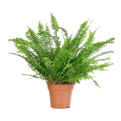 Nephrolepis Exaltata Bostoniensis - Boston Fern -Outlet The Ever Sprout Store Nephrolepis exaltata Bostoniensis Boston Fern 18x40cm
