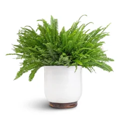 Nephrolepis Exaltata Bostoniensis - Boston Fern -Outlet The Ever Sprout Store Nephrolepis exaltata Bostoniensis Boston Fern 19x50cm Jayla Plant Pot White 27x25cm