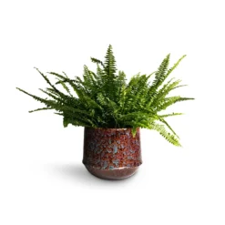 Nephrolepis Exaltata Bostoniensis - Boston Fern -Outlet The Ever Sprout Store Nephrolepis exaltata Bostoniensis Boston Fern 19x50cm Noud Plant Pot Marrakesh 26x22cm