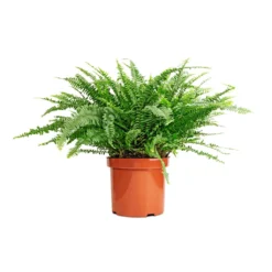 Nephrolepis Exaltata Bostoniensis - Boston Fern -Outlet The Ever Sprout Store Nephrolepis exaltata Bostoniensis Boston Fern 26x75cm 1