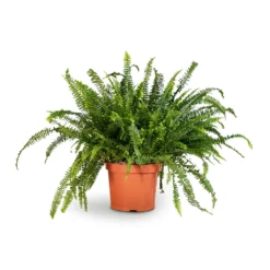 Nephrolepis Exaltata Bostoniensis - Boston Fern -Outlet The Ever Sprout Store Nephrolepis exaltata Bostoniensis Boston Fern 26x75cm