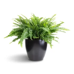 Nephrolepis Exaltata Bostoniensis - Boston Fern -Outlet The Ever Sprout Store Nephrolepis exaltata Bostoniensis Boston Fern 26x75cm Sven Plant Pot Black 33x28cm 1