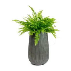 Patt High Plant Vase - Ridged Dark Grey 25 Patt High Plant Vase - Ridged Dark Grey -Outlet The Ever Sprout Store Nephrolepis exaltata Bostoniensis Boston Fern Patt High Plant Vase Ridged Dark Grey 72426f50 1d8d 409c b712 c400f9c87047