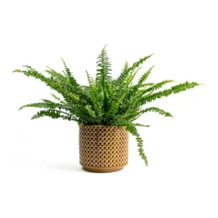 Nephrolepis Exaltata Bostoniensis - Boston Fern -Outlet The Ever Sprout Store Nephrolepis exaltata Bostoniensis Boston Fern Thies Plant Pot Mustard 5c4d2b0b 1611 4b4a a1fd b010cc00fc77