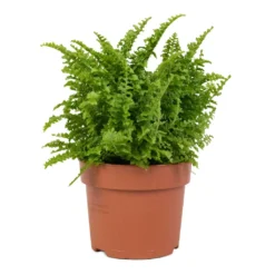 Nephrolepis Exaltata Vitale - Compact Sword Fern -Outlet The Ever Sprout Store Nephrolepis exaltata Vitale Compact Sword Fern 12x20cm