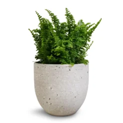 Nephrolepis Exaltata Vitale - Compact Sword Fern -Outlet The Ever Sprout Store Nephrolepis exaltata Vitale Compact Sword Fern 12x20cm Cas Plant Pot Cool Grey 15x13cm