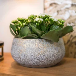 Noor Plant Bowl - Metallic Grey 9 Noor Plant Bowl - Metallic Grey -Outlet The Ever Sprout Store Noor Plant Bowl Metallic Grey 2