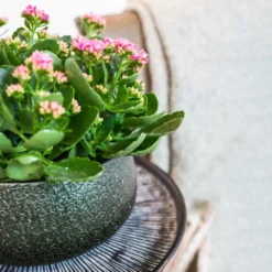 Noor Plant Bowl - Velvet Green -Outlet The Ever Sprout Store Noor Plant Bowl Velvet Green 1