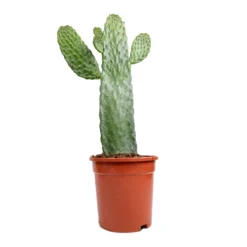 Opuntia Rubescens Consolea - Road Kill Cactus -Outlet The Ever Sprout Store Opuntia rubescens Consolea Road Kill Cactus 17x35cm