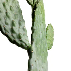 Opuntia Rubescens Consolea - Road Kill Cactus -Outlet The Ever Sprout Store Opuntia rubescens Consolea Road Kill Cactus SWATCH