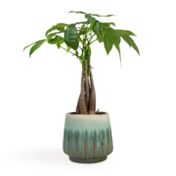 Pachira Aquatica - Money Tree -Outlet The Ever Sprout Store Pachira aquatica Money Tree 12x35cm Alice Plant Pot Ocean 15x14cm