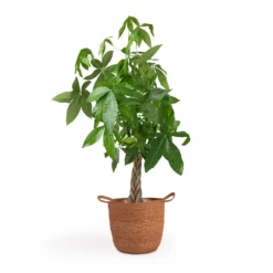 Pachira Aquatica - Money Tree -Outlet The Ever Sprout Store Pachira aquatica Money Tree 12x35cm Nelis Plant Basket Camel 28x27cm