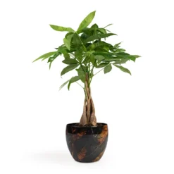 Pachira Aquatica - Money Tree -Outlet The Ever Sprout Store Pachira aquatica Money Tree 12x35cm Vive Metal Plant Pots Set3 Lava