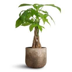 Albero Plant Pot - Cement -Outlet The Ever Sprout Store Pachira aquatica Money Tree 12x40cm Albero Plant Pot Cement 16x14cm