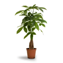 Pachira Aquatica - Money Tree -Outlet The Ever Sprout Store Pachira aquatica Money Tree 14x50cm