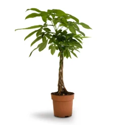 Pachira Aquatica - Money Tree -Outlet The Ever Sprout Store Pachira aquatica Money Tree 17x60cm