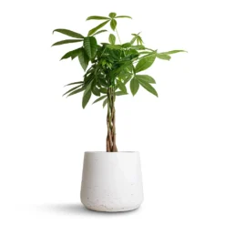 Pachira Aquatica - Money Tree -Outlet The Ever Sprout Store Pachira aquatica Money Tree 17x70cm Patt Plant Pot White Washed 23x20cm