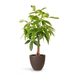 Pachira Aquatica - Money Tree -Outlet The Ever Sprout Store Pachira aquatica Money Tree 23x105cm Grigio Egg Pot Planter Rusty Iron Concrete 32x29cm c9bcb781 cedc 45c1 8ee8 f4094fca2f2a