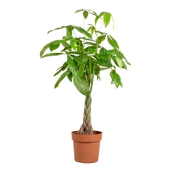 Pachira Aquatica - Money Tree -Outlet The Ever Sprout Store Pachira aquatica Money Tree 24x135cm