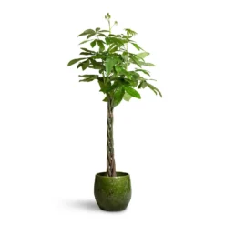 Pachira Aquatica - Money Tree -Outlet The Ever Sprout Store Pachira aquatica Money Tree 24x140cm Aimee Plant Pot Pear 38x34cm 2