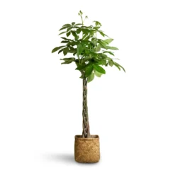 Pachira Aquatica - Money Tree -Outlet The Ever Sprout Store Pachira aquatica Money Tree 24x140cm Kobe Bamboo Planter 30x30x31cm