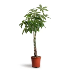 Pachira Aquatica - Money Tree -Outlet The Ever Sprout Store Pachira aquatica Money Tree 27x140cm