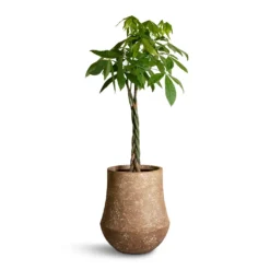 Pachira Aquatica - Money Tree -Outlet The Ever Sprout Store Pachira aquatica Money Tree 27x140cm Polystone Coated Darcy Planter Rock 47x56.5cm