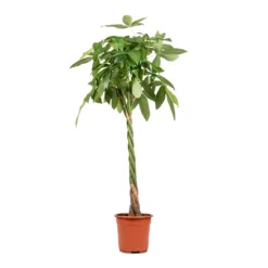 Pachira Aquatica - Money Tree -Outlet The Ever Sprout Store Pachira aquatica Money Tree 27x150cm