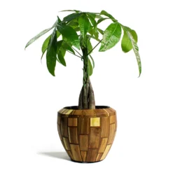 Pachira Aquatica - Money Tree -Outlet The Ever Sprout Store Pachira aquatica Money Tree Facets Couple Planter Jenga 2d29d23e d6e1 4afe 8f53 0492c93dabad