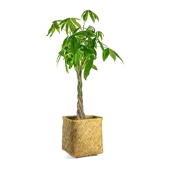 Pachira Aquatica - Money Tree -Outlet The Ever Sprout Store Pachira aquatica Money Tree Kobe Bamboo Planter plant pot
