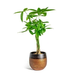 Pachira Aquatica - Money Tree -Outlet The Ever Sprout Store Pachira aquatica Money Tree Mya Plant Pot Shiny Mocha 22cm