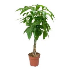 Pachira Aquatica - Money Tree -Outlet The Ever Sprout Store Pachira aquatica Money Tree 4335a591 4965 410a bb32 6aeca40c6190