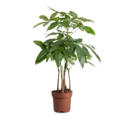 Pachira Aquatica - Multi Stem - Money Tree 13 Pachira Aquatica - Multi Stem - Money Tree -Outlet The Ever Sprout Store Pachira aquatica MultI Stem Money Tree 17x65cm 2